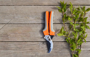 Gardening tools, pruning shears and cut branches of young currants lie on a beige background.