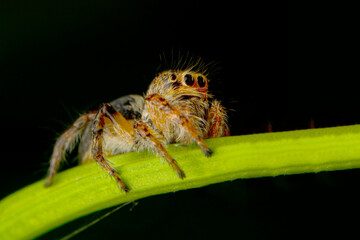 Close up  beautiful jumping spider  