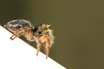 Close up  beautiful jumping spider  