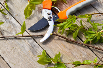 Gardening tools, pruning shears and cut branches of young currants lie on a beige background.