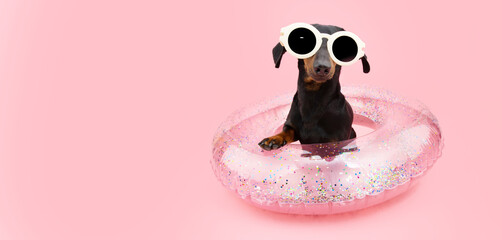 Funny dachshund dog going on vacations on summer season inside an inflatable ring. Isolated on pink coral background