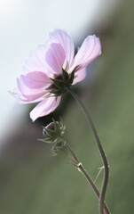 A closeup shot of pink Cosmos flower isolated on blur background.