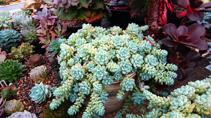 Succulent plants in the garden. Sedum in ceramic pot. Colorful home jungle. Plant collection hobby