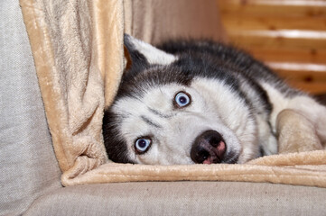 Crazy face husky dog playing in blanket on the couch. Husky dog is twisting his bulging eyes lying on the couch.