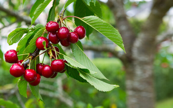 Red Cherries hanging on a cherry tree branch.