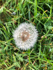 Seeds of faded dandelion in the grass