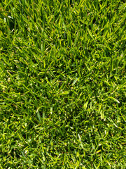 green grass background