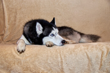 Husky lies on the sofa and looks away. Portrait of gorgeous Siberian Husky dog. Husky with beautiful blue eyes.
