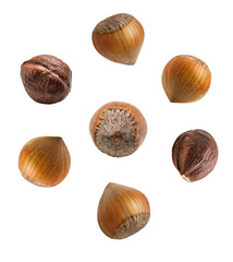 Hazelnut nut isolated on white background, design element