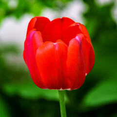 tulipan