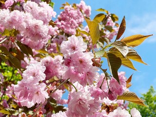Pink cherry blossom in spring garden against blue sky. Beautiful flowering sakura branch.