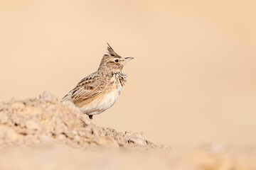 Crested lark in the desert
