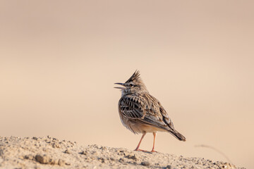 Crested lark in the desert