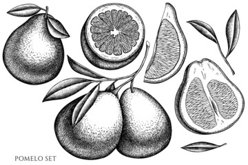 Citrus vintage vector illustrations collection. Black and white pomelo.