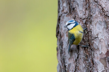 Eurasian blue tit perched on tree trunk