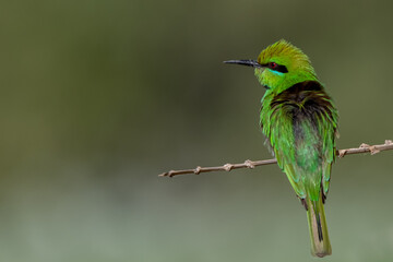 green bee-eater on perch