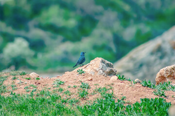 Blue bird in nature. Beautiful bird