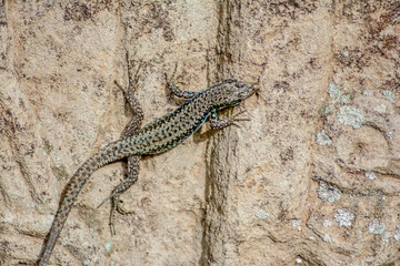 Lizard on the stone. Reptile in the wild