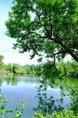 Obraz premium BELLE ARBRE BORD DU FLEUVE RHÔNE AIN