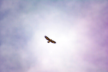 Eagles in the sky. The eagle flies in the sky. Eagle wingspan
