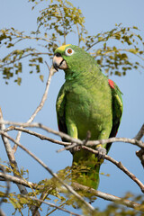 Yellow-crowned Amazon - Amazona ochrocephala columbia.