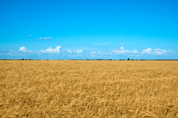 Summer landscape. Wheat and sky as the flag of Ukraine in the Kherson region