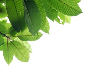 Naklejka na ściany i meble Kratom leaves with branches on white isolated background for green foliage backdrop