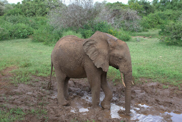 Elephant playing in mud