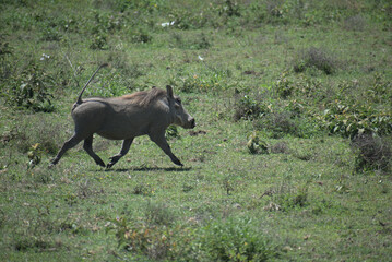 Warthog walking