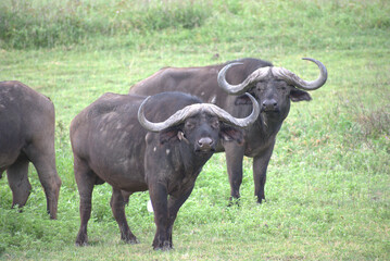 Obraz premium Buffalos staring