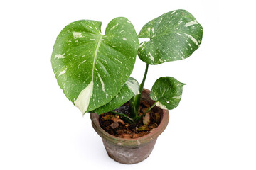 Monstera Thai Constellation in clay pot with isolated white background. Monsterla deliciosa white yellow variegation.