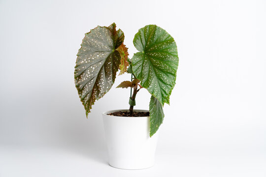 Begonia Lucerna plant in white ceramic pot on isolated white background