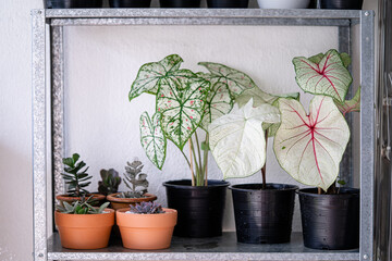Various type of Caladium and Succulent place on the steel shelf