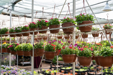 growing in greenhouse. Fresh blooming flowers in pots in modern glasshouse with natural light. Botanical industry business, gardening, organic farming, plants cultivation concept