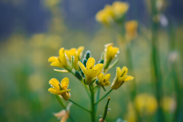 Fototapeta premium The mustard plant is a plant species in the genera Brassica and Sinapis in the family Brassicaceae. Mustard seed is used as a spice.