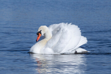 Naklejka premium graceful white swan swimming in blue waves