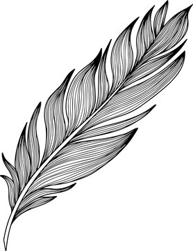 Vector feather. Hand drawn. Vintage art illustration