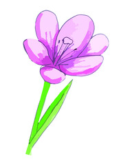 Watercolor illustration of pink crocus flower. Vector isolated element on white background for design