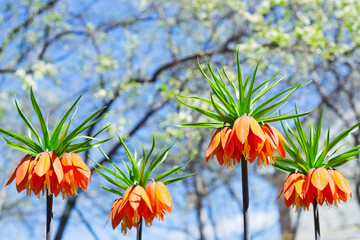 Orange flowers of Fritillaria Imperialis bloom in early spring against the background of flowering...