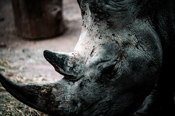 Fototapeta premium close up portrait for rhino in the zoo 
