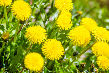 Yellow dandelions blooming on grass background
