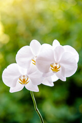 White Orchid branch on green natural background
