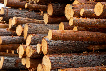 Cut down wood collected into a woodpile for later industrial use