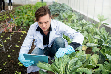 Scientists examined the quality of vegetable organic lettuce from hydroponic farm and recorded them in the clipboard.