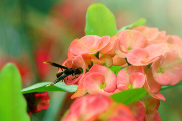 close up of beautiful pink flowers