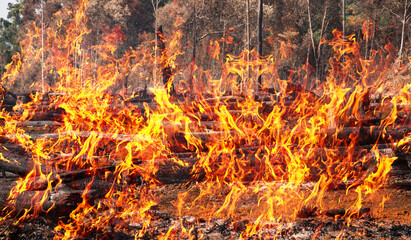 Wood cutting, burning wood, destroying the environment.Area of illegal deforestation of vegetation native to the LAOS forest,ASIA.Black peaks and burns Caused by the destruction of human. 
