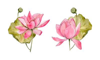 Pink Watercolor Hand Drawn Lotus Flower Illustrations. Watercolour Water Lily Flowers Leaf and Bud isolated on white background. Floral Compositions on white