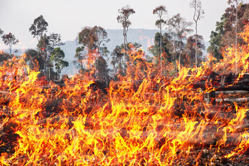 Forest fire. Wildfire burning tree in red and orange color at afternoon.  forests were destroyed and burned on LAOS.