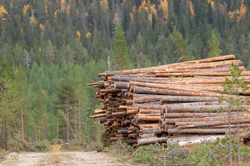 Fototapeta na wymiar Conifer wood logs gathered together into a pile in the woods for later use