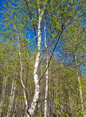 a forest with birches in early spring in Tatarstan with green petals and green grass with a blue sky tall trees stretch their branches into the sky